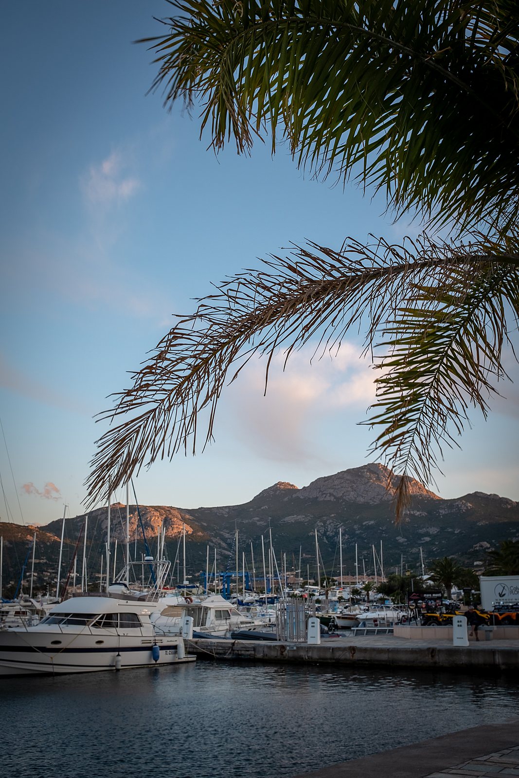 Hafen von Calvi mit Palme und Bergen